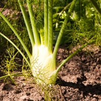 Florence Fennel